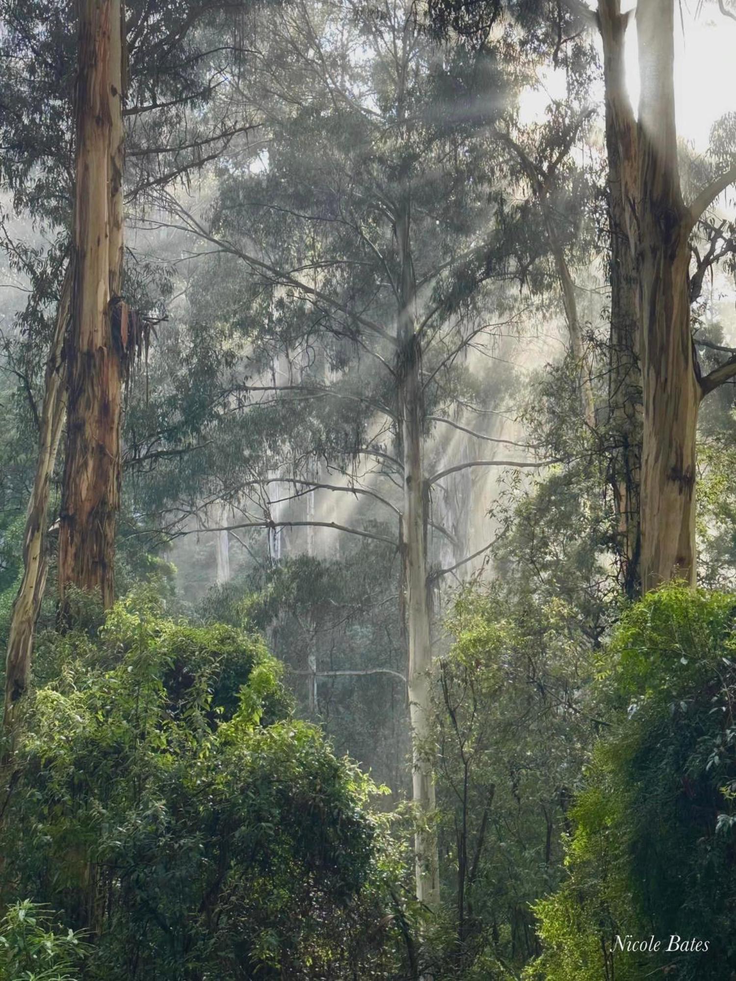 Sassafras Treehouse Private Home In The Dandenong Ranges, Victoria Eksteriør billede